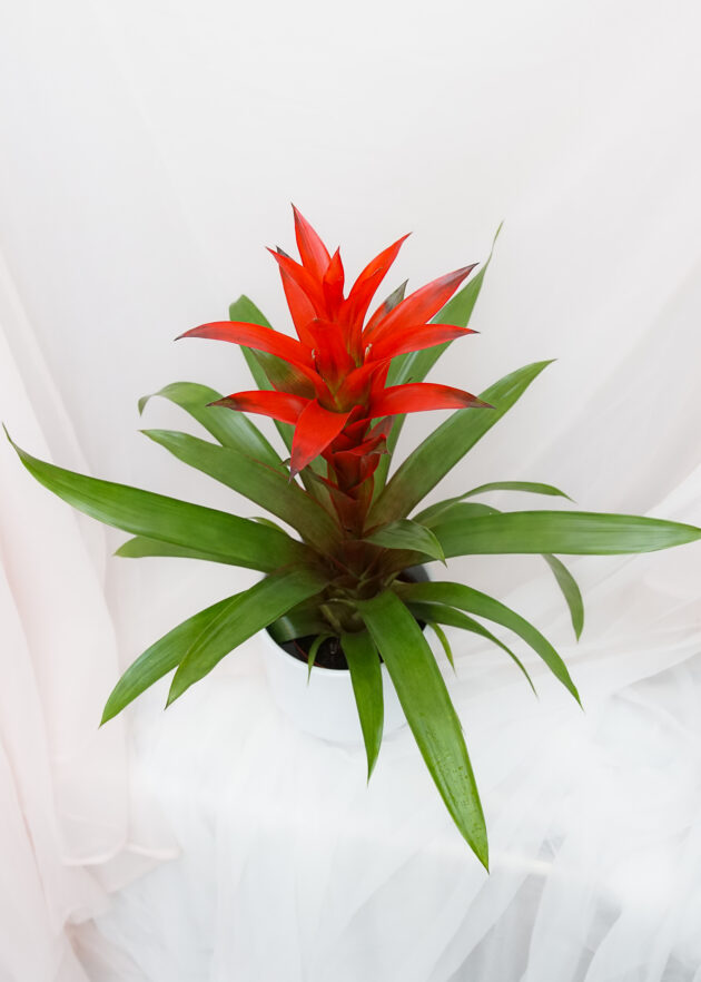 Planta "Guzmania"