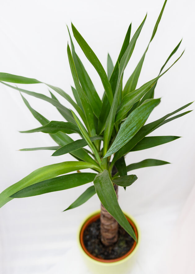 Yucca