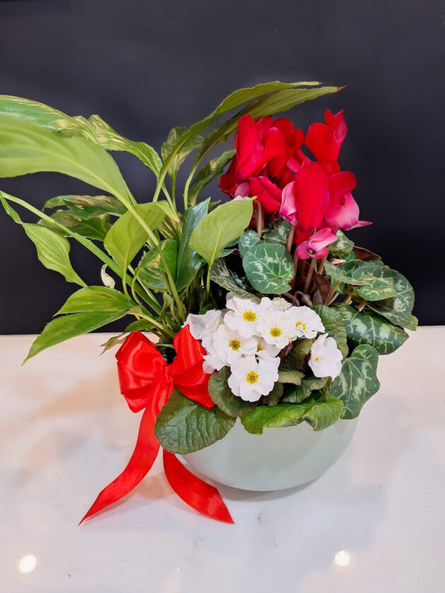 Aranjament de plante "Eleganță Contrastantă"