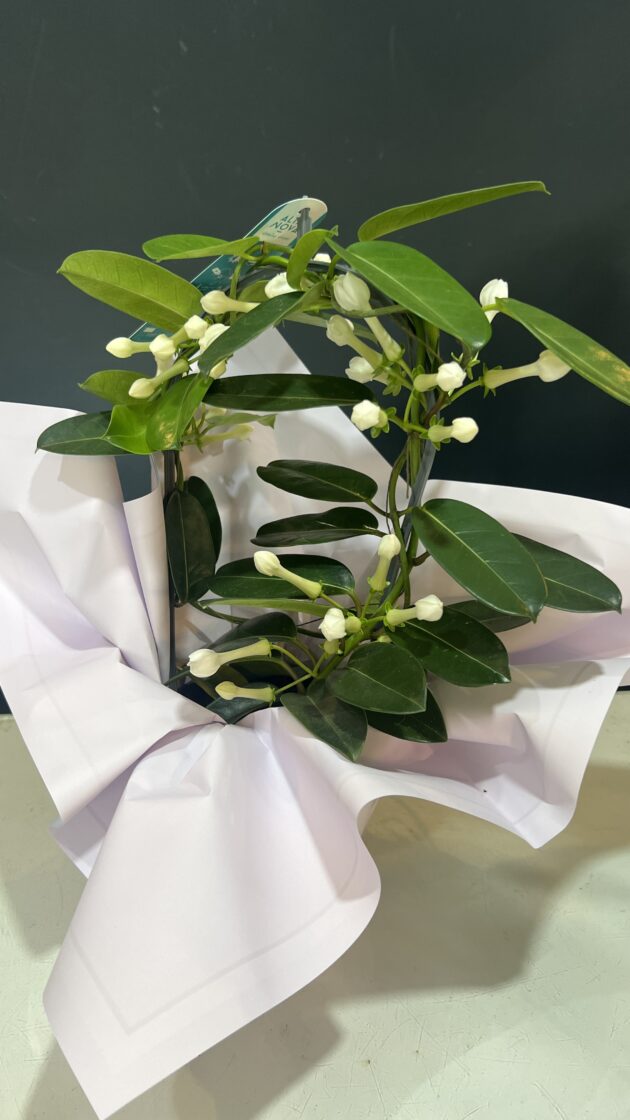 Planta "Stephanotis"