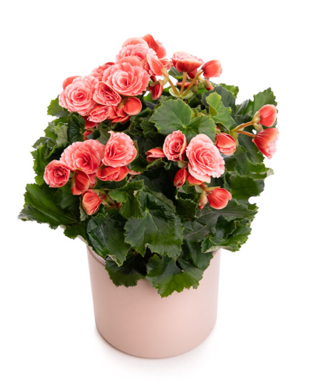 Planta "Begonia"